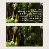 Les séquoias et les fougères du parc national Redw (Devant & derrière)