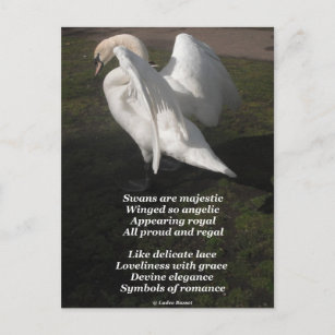 Les Swans Poem De Carte Postale Sont Majestueux Pa