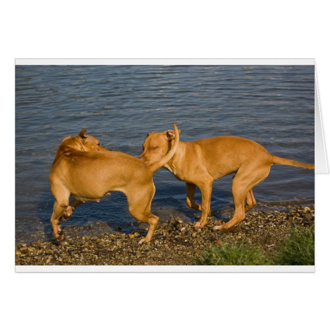 les taureaux amoureux (Devant horizontal)