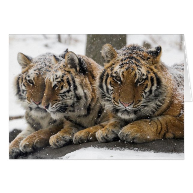 Les tigres d'hiver se serrent dans la neige (Devant Horizontal)