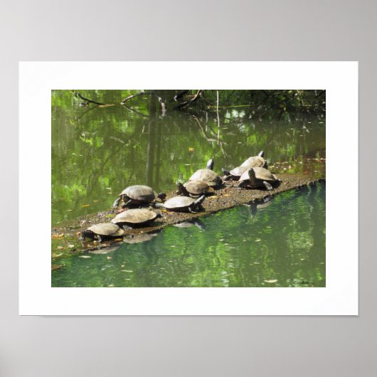 Les tortues se Sunning Ebe Poster (Devant)