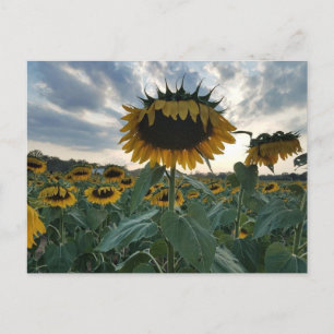 Les tournesols dans la carte postale coucher de so