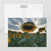 Les tournesols dans la carte postale coucher de so (Devant / Derrière)