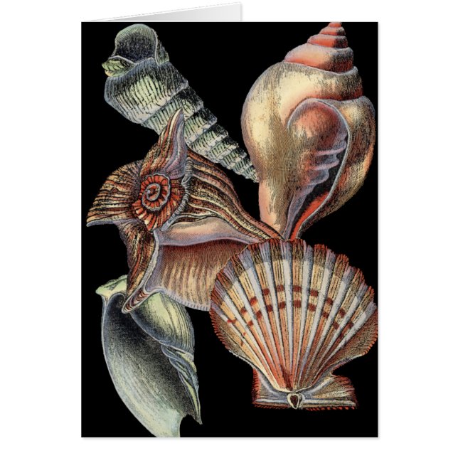 Les trésors de la mer (Devant)