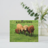 Les vaches du Kansas dans la carte postale du pays (Debout devant)