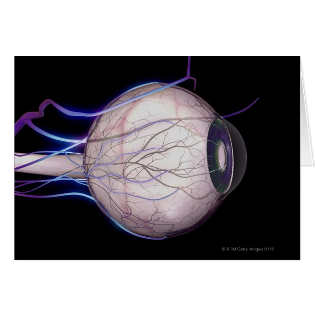Les vaisseaux sanguins de l'oeil (Devant horizontal)