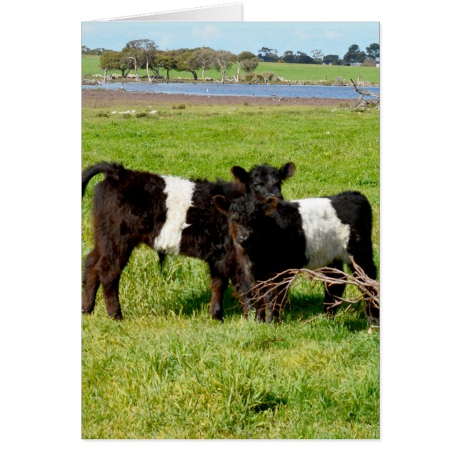 Les veaux de bébé de Galloway, (Devant)