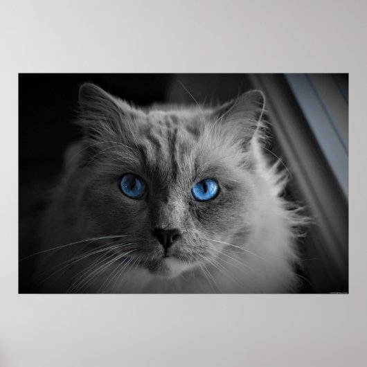 Les Yeux du Chat, décoration murale (Devant)