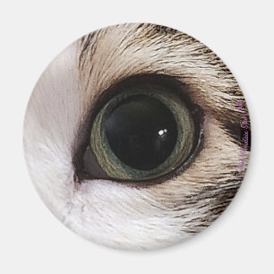 "Les yeux l'ont" oeil de chat #2 aimant