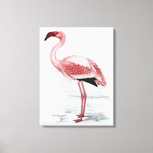 leser Flamingo Claude Gibney Finch Davies Canvas Afdruk (Voorkant)