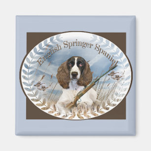 L'Espagnol Anglais Springer chasse le Magnet
