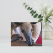 Lesser Anteater Postards Briefkaart (Staand voorkant)