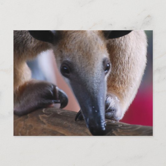 Lesser Anteater Postards Briefkaart (Voorkant)