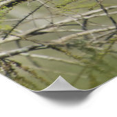 Lesser Blue Heron Everglades Nationaal Park Poster (Hoek)