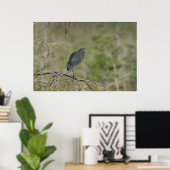 Lesser Blue Heron Everglades Nationaal Park Poster (Thuiskantoor)