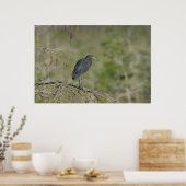 Lesser Blue Heron Everglades Nationaal Park Poster (Keuken)
