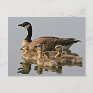 Lesser Canada Goose Brood Briefkaart