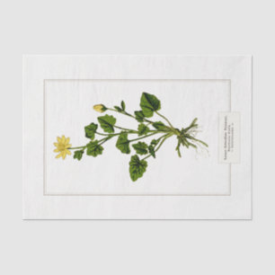Lesser Celandine Botanical Illustration 1885 Tissuepapier