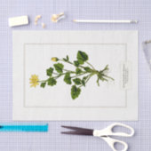 Lesser Celandine Botanical Illustration 1885 Tissuepapier (Craft)
