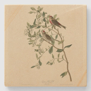 Lesser (Common) Red-Poll, Audubon Birds of America Stenen Onderzetter