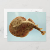 Lesser Electric Ray Briefkaart (Voorkant / Achterkant)