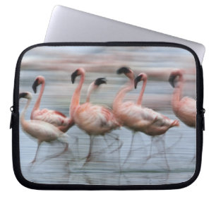Lesser Flamingos in beweging, Phoenicopterus Laptop Sleeve