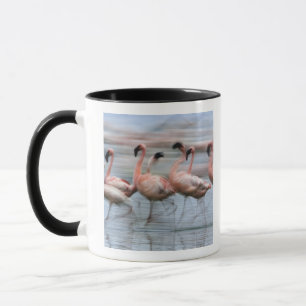 Lesser Flamingos in beweging, Phoenicopterus Mok