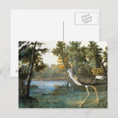 Lesser gele benen briefkaart (Voorkant / Achterkant)