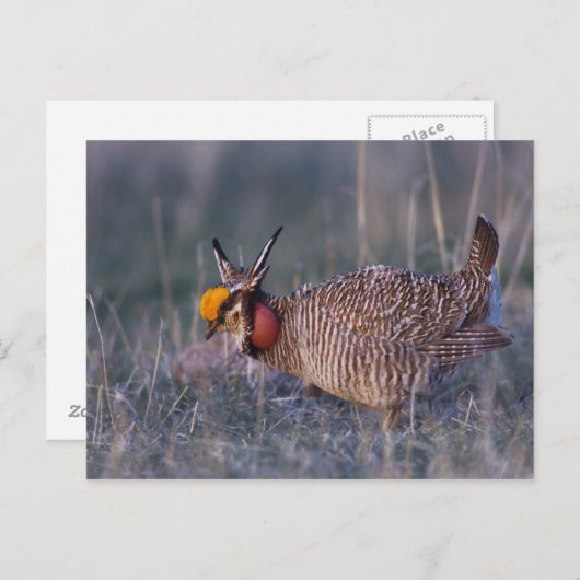 Lesser Prairie-Chicken, Tympanuchus Briefkaart (Voorkant / Achterkant)
