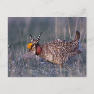 Lesser Prairie-Chicken, Tympanuchus Briefkaart