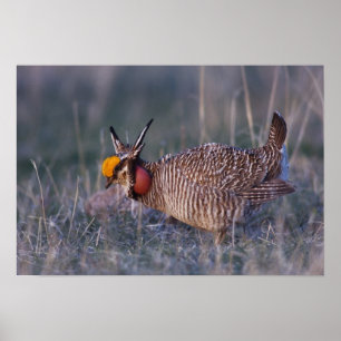 Lesser Prairie-Chicken, Tympanuchus Poster