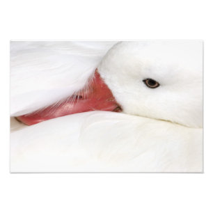 Lesser Snow Goose Chen caerulescens Foto Afdruk