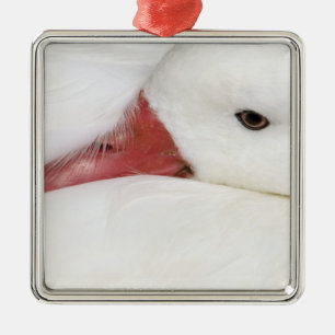 Lesser Snow Goose Chen caerulescens Metalen Ornament