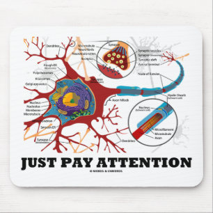 Let gewoon op (Neuron/Synapse) Muismat