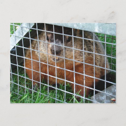 Let Me Out calendrier ~ carte postale (Devant)