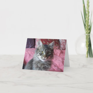 Let op Kaart met kitten foto