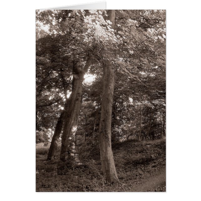 L'été dans les bois - Toné Chaud (Devant)