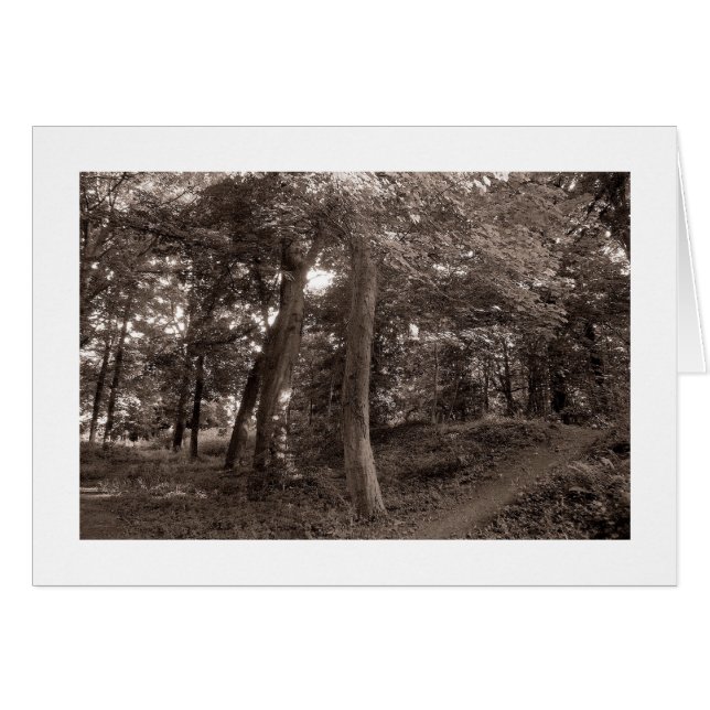 L'été dans les bois - Toné Chaud (Devant horizontal)