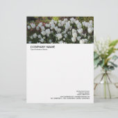 Lettre En-tête grande image - Lit de tulipes blanches (Debout devant)