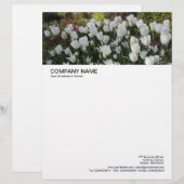 Lettre En-tête grande image - Lit de tulipes blanches (Devant / Derrière)
