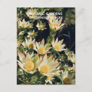 Leucadendron, Dandenong Botanische Tuinen, Victori Briefkaart