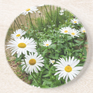 Leucanthemum Blooms Zandsteen Onderzetter