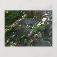 Leucauge Orb Web Briefkaart