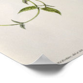 Leucippus Fallax Poster (Hoek)