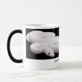 Leucistic Ball Python Mok (Links)