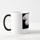 Leucistic Ball Python Mok # 2 (Links)