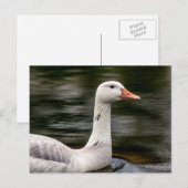 Leucistic Canadian Goose Briefkaart (Voorkant / Achterkant)