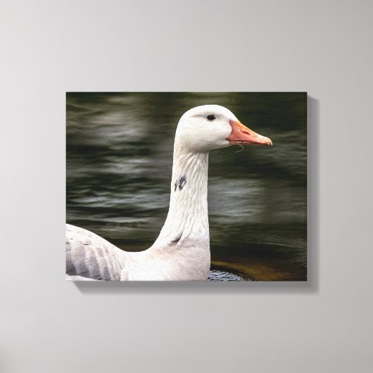 Leucistic Canadian Goose Canvas Afdruk (Voorkant)