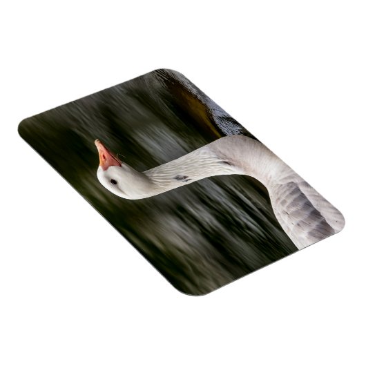 Leucistic Canadian Goose Magneet (Rechterzijde)