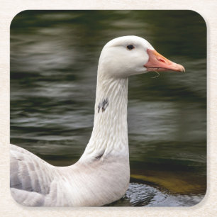 Leucistic Canadian Goose Vierkante Kartonnen Onderzetter